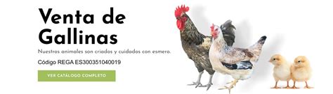 gallo gallina en venta